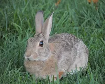 Lapin de Pâques